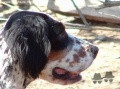Setter Anglais SABIA DE L'ECHO DE LA FORET Setter Anglais SABIA DE L'ECHO DE LA FORET